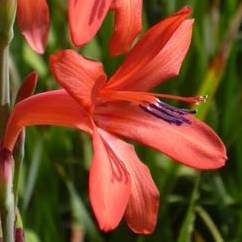 10 Watsonia coccinea Seeds - Indigenous South African Seeds from Africa - Perennial Bulb