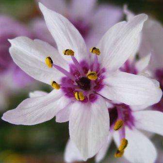 Onixotis / Wurmbea stricta Seeds - Indigenous South African Perennial Bulb - Worldwide Delivery