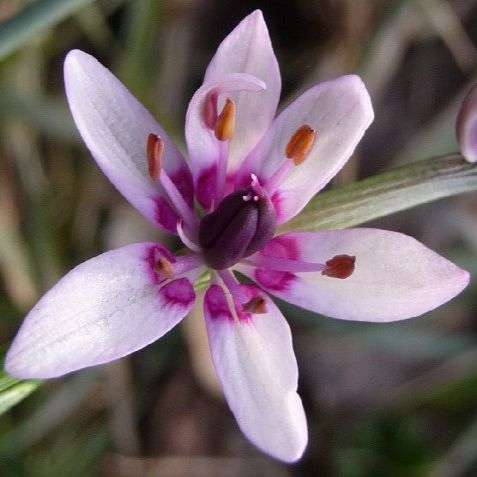 Onixotis / Wurmbea stricta Seeds - Indigenous South African Bulb Seeds - Worldwide Delivery