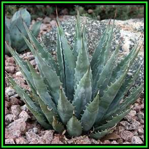 Agave mckelveyana Seeds - Exotic Succulent - Insured Worldwide Shipping, NEW
