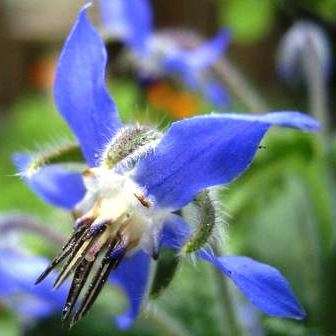 Borage Seeds - Borago officinalis Seeds - Culinary Herb - Medicinal Herb - Annual