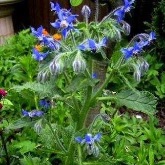 25 Borage Seeds - Borago officinalis Seeds - Culinary Herb - Medicinal Herb - Annual
