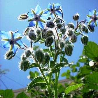 40 Borage Seeds - Borago officinalis Seeds - Culinary Herb - Medicinal Herb - Annual
