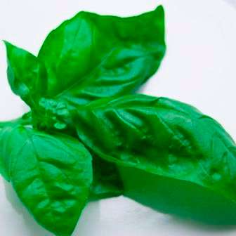 100 Pesto Basil Seeds - Ocimum basilicum 'Genovese' Seeds - Culinary Herbs