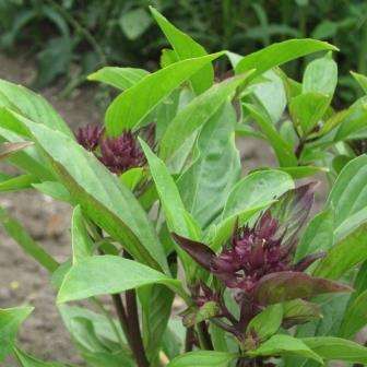 5 Thai Basil Siam Queen Seeds - Ocimum basilcum Siam Queen Seeds - Culinary Herbs