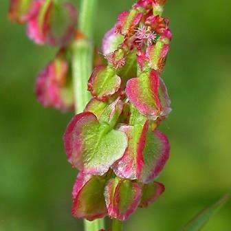 100 Sorrel Seeds - Rumex acetosa Seeds - Perennial Herb - Leaf Vegetable