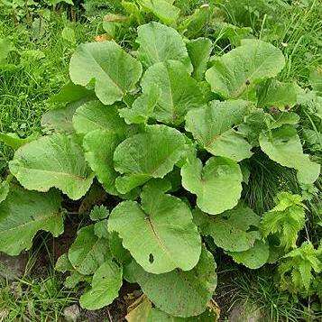 500 Sorrel Seeds - Rumex acetosa Seeds - Perennial Herb - Leaf Vegetable