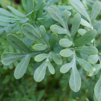 50 Rue, Herb of Grace Seeds - Ruta graveolens Seeds - Medicinal Herb - Culinary Cooking Herb