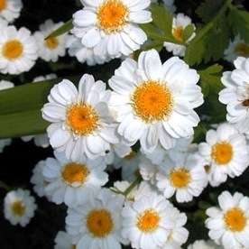 50 Feverfew Seeds - Tanacetum parthenium Seeds - Citrus Scented Leaves - Medicinal Herbs