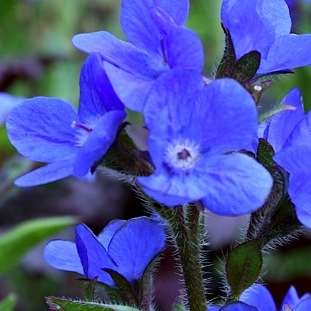 50 Anchusa capensis Seeds - South African Indigenous Perennial - Insured Flat Ship Rate