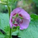 Anisodontea scabrosa Seeds - Evergreen South African Indigenous Shrub - Flat Ship Rate