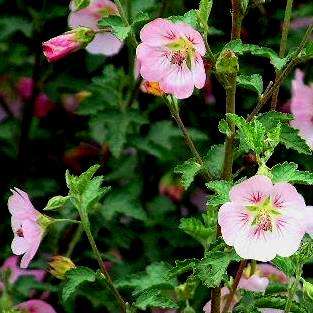 10 Anisodontea scabrosa Seeds - Evergreen South African Indigenous Perennial - Flat Ship Rate