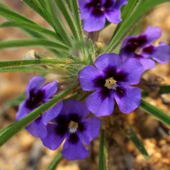 5 Karoo Violet - Aptosimum lineare Seeds - Frost Hardy Flowering Ground Cover