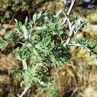 African Wormwood - 10 Artemisia afra Seeds -  South African Indigenous Medicinal Herb