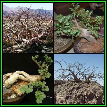 Commiphora saxicola - Rock Corkwood - 2 Seed Pack - Namibian Deciduous Tree - New