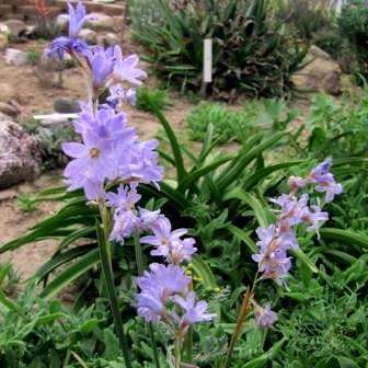 Ixia rapunculoides Seeds - Sow Autumn - Indigenous South African Bulbs Seeds