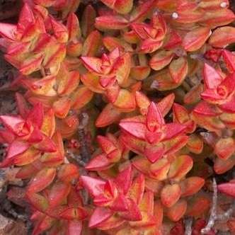 10 Crassula rupestris, Kebab Bush Seeds + Get FREE Seeds with ALL Orders- Indigenous to South Africa