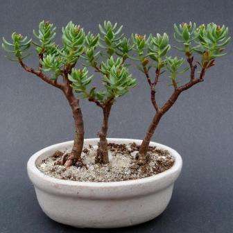10+ Crassula sarcocaulis Seeds - Succulent Bonsai Crassula + FREE Bonsai eBook - Indigenous