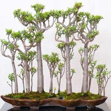 10 Crassula sarcocaulis Seeds - Bonsai Crassula + Get FREE Seeds with ALL Orders - Indigenous