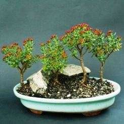 20 Crassula sarcocaulis Seeds - Bonsai Crassula + Get FREE Seeds with ALL Orders - Indigenous