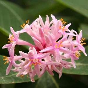 5 Dais cotinifolia Seeds - Pompon Evergreen Tree - Rare Indigenous Fragrant Flowers - Global Deliver
