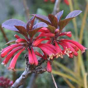 5 Tree Jockey Seeds - Dermatobotrys saundersii - Indigenous Epiphytic Shrub