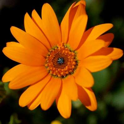 Dimorphotheca cuneata Orange Seeds - Indigenous South Africanb Native Perennial Seeds Sementes Zaden
