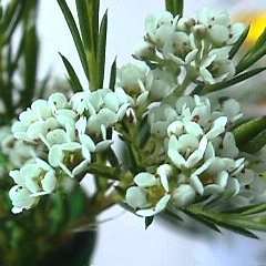 Diosma hirsuta Seeds ~ Wild Buchu, Rooiboegoe, Wilde boegoe, Hottentotsboegoe - Indigenous Shrub
