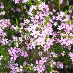 5 Diosma hirsuta Seeds - Wild Buchu, Rooiboegoe, Wilde boegoe, Hottentotsboegoe - Indigenous Shrub