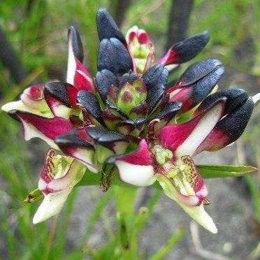 Disa atricapilla Seeds - Black Haired Orchid - Indigenous Orchid Seeds + Free Seeds with All Orders