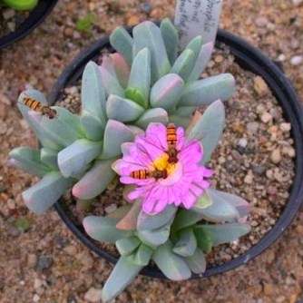 Dracophilus proximus Seeds - South African Indigenous Succulent - Flat Ship Rate - Semillas