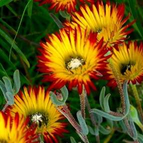 Drosanthemum micans - Robertson Vygie Seeds - Indigenous Succulents - Insured Flat Ship Rate