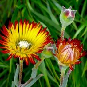 Drosanthemum micans - Robertson Vygie Seeds - Indigenous Succulents - Insured Flat Ship Rate
