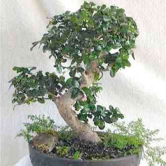 Ehretia obtusifolia Seeds - Indigenous Bonsai + FREE Bonsai eBook - Insured Flat Ship Rate
