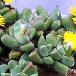 10 Faucaria subintegra Seeds - Indigenous Succulent Mesemb - Insured Combined International Shipping