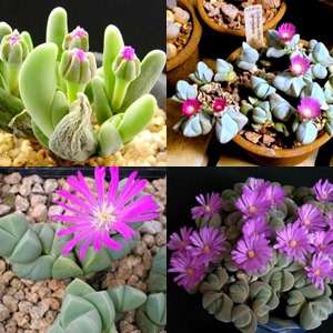 10 Gibbaeum species mixed Seeds - Indigenous South African Succulent Mesemb - Semillas Sementes