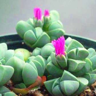 Gibbaeum petrense Seeds - Indigenous South African Native Succulent Mesemb - Sementes