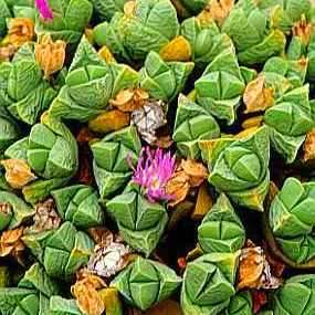 10 Gibbaeum petrense Seeds - Indigenous South African Native Succulent Mesemb - Sementes
