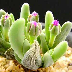 Gibbaeum shandii Seeds -  Indigenous South African Native Succulent Mesemb - Sementes