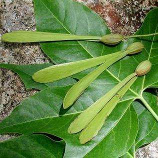 10 Gyrocarpus americanus Seeds - Propeller tree - Indigenous Caudiciform - Insured Combined Shipping