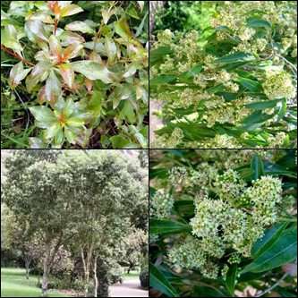 Lavender Tree - Heteropyxis natalensis Seeds - South African Indigenous Tree