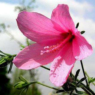 5 Hibiscus pedunculatus Seeds - Wild Pink Hibiscus Indigenous Evergreen Shrub