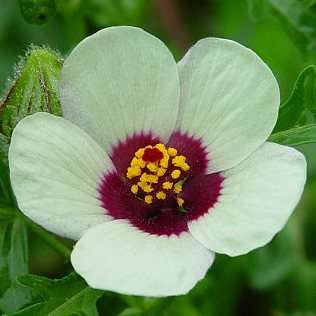 Hibiscus trionum Seeds - Bladder Hibiscus - Indigenous South African Annual Seeds