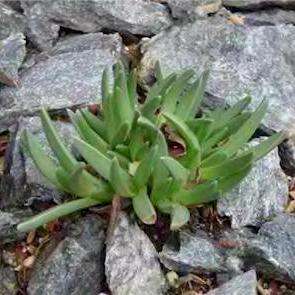 Khadia alticola Seeds (Additive to alcoholic fermentations) ~ Ethnobotanical - Indigenous Succulent