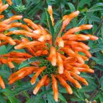 10 Leonotis ocymifolia var. raineriana Seeds - Indigenous Perennial - Insured International Shipping