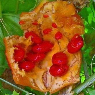5 Momordica balsamina Seeds - Edible Fruit - Balsam Pear, Balsam Apple - Vine, Creeper, Climber