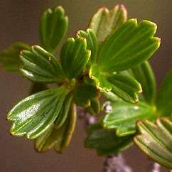 Resurrection plant - Myrothamnus flabellifolius Seeds - Indigenous Curiosity Plant