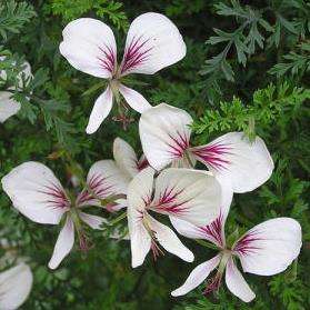 Pelargonium longicaule var. longicaule Seeds - Indigenous South African Shrub Seeds from Africa