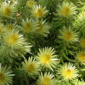 10 Phylica pubescens Seeds - Featherhead; Veerkoppie - Indigenous Protea Family Shrub Seeds