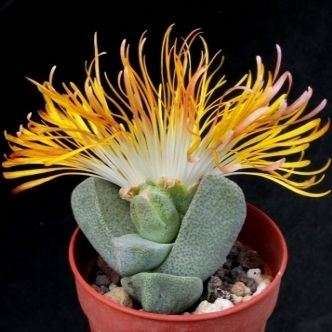 Pleiospilos simulans Seeds - Split Rock - Rare Indigenous South African Succulent Mesemb - Vetplante